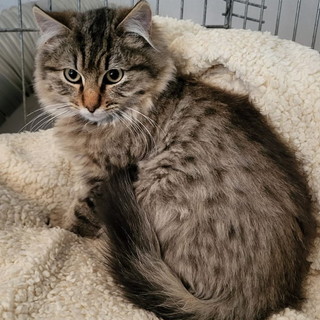 Tracy, una piccola gattina 3 mesi e mezzo, è in cerca di una famiglia che la adotti