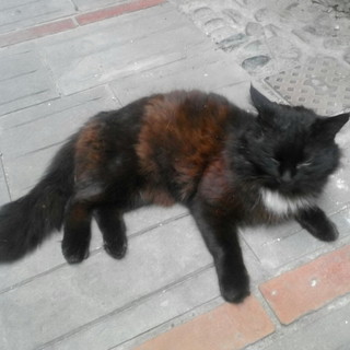 Vallecrosia: è stato smarrito un gatto nero, i proprietari lo stanno cercando