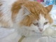 Sanremo: il dolcissimo gattone Oreste ha trovato una nuova famiglia Sanremo: il dolcissimo gattone Oreste ha trovato una nuova famiglia