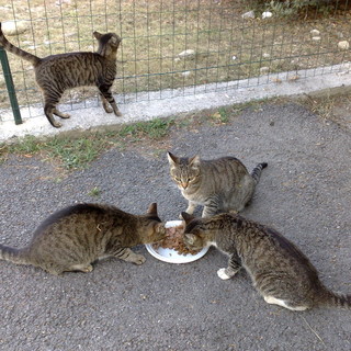 Sanremo: quattro gattine in cerca di una nuova casa