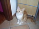 Ventimiglia: smarrito a Roverino il gatto Max. L'appello dei proprietari
