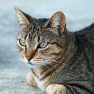 la foto del gatto è generica la foto del gatto è generica