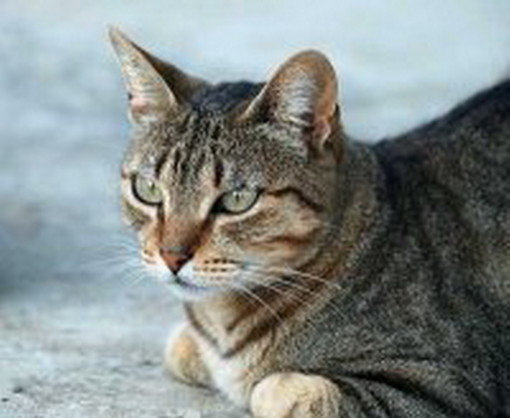la foto del gatto è generica la foto del gatto è generica