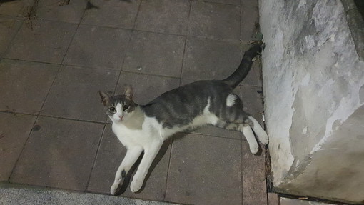 Taggia: trovato gatto nei pressi alla vecchia stazione ad Arma, si cercano i proprietari (foto)