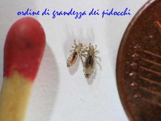 la grandezza dei pidocchi la grandezza dei pidocchi