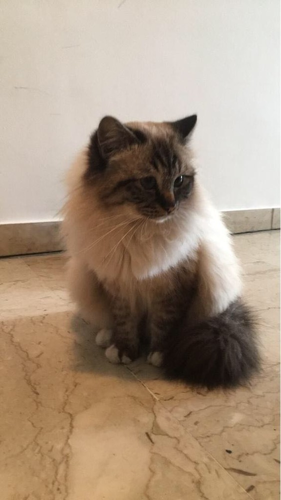 Vallecrosia: smarrito il gatto Dalì con collare e microchip (foto), l'appello dei proprietari Vallecrosia: smarrito il gatto Dalì con collare e microchip (foto), l'appello dei proprietari