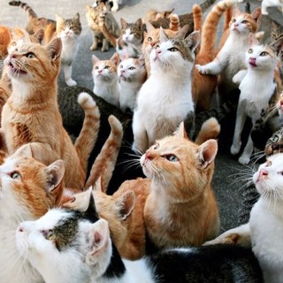 Gatti randagi a Pigna: sanzioni per chi abbandona cibo, contenitori, coperte o non pulisce Gatti randagi a Pigna: sanzioni per chi abbandona cibo, contenitori, coperte o non pulisce