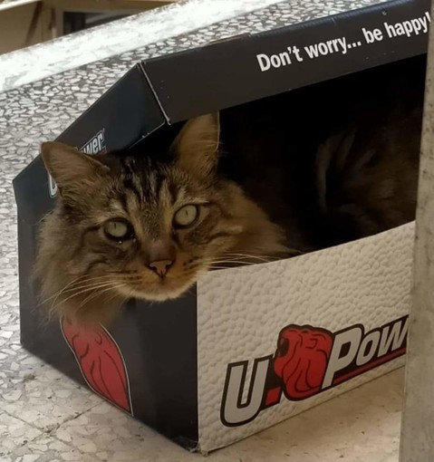 Sanremo: gatto scomparso in zona Poggio. L'appello dei proprietari (Foto) Sanremo: gatto scomparso in zona Poggio. L'appello dei proprietari (Foto)