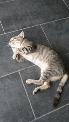 Sanremo: una dolce gattina è in cerca di una nuova famiglia