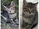 Riva Ligure: due gattine sono in cerca di nuove famiglie