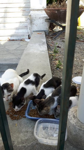 Diano Marina: quattro gattini e la loro mamma aspettano di essere adottati