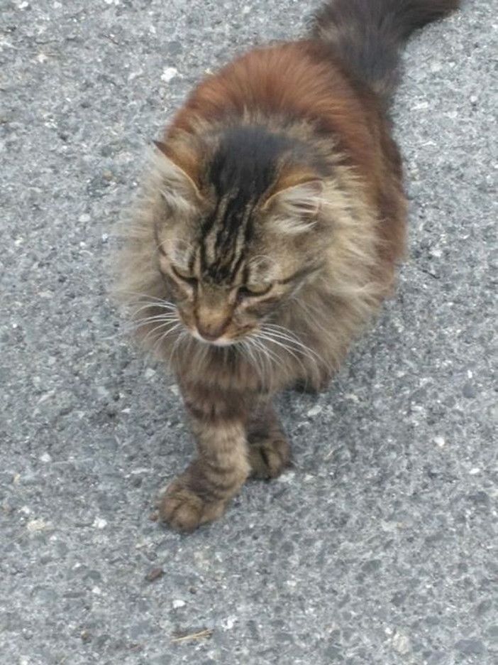 Sanremo: zona Borgo trovato un gattino. Si cercano i suoi proprietari