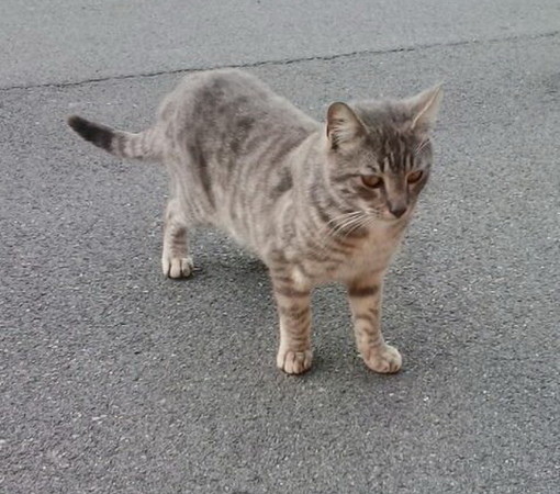 Sanremo: un bellissimo gattino aspetta di trovare una casa tutta per lui