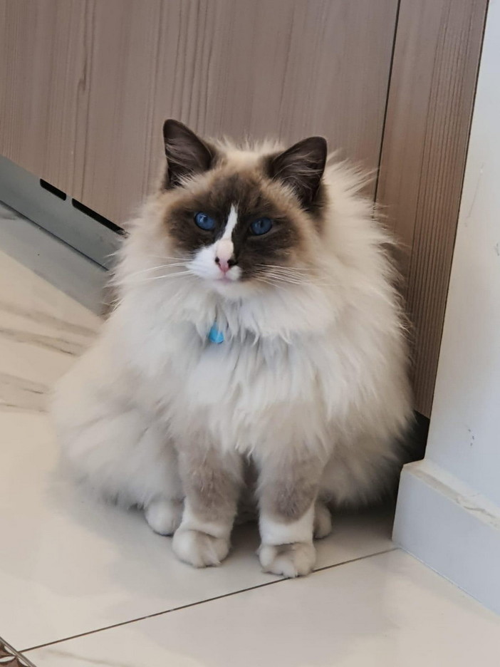 Bordighera: il gatto Nino è stato trovato i ringraziamenti della sua proprietaria