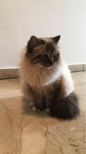 Vallecrosia: smarrito il gatto Dalì con collare e microchip (foto), l'appello dei proprietari Vallecrosia: smarrito il gatto Dalì con collare e microchip (foto), l'appello dei proprietari