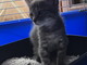 Sanremo: una gattina di tre mesi cerca una nuova famiglia