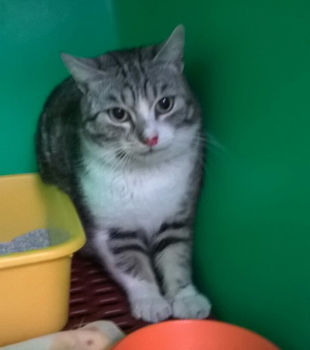 Arma di Taggia: bellissimo gattino di 9 mesi è in cerca di una nuova famiglia