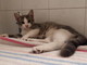 Sanremo: trovato giovane gatto bianco e grigio in zona funivia, si cercano i proprietari Sanremo: trovato giovane gatto bianco e grigio in zona funivia, si cercano i proprietari