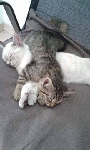 Sanremo; un gattino tigrato grigio di tre mesi aspetta una nuova famiglia