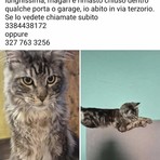 Maine Coon scomparso da oltre 24 ore: l’appello del proprietario