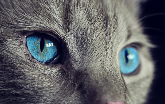 Come costruire un rapporto con il proprio gatto Come costruire un rapporto con il proprio gatto