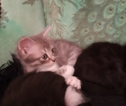 Sanremo: una bellissima gattina è in cerca di una famiglia Sanremo: una bellissima gattina è in cerca di una famiglia