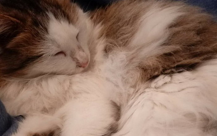 Ospedaletti: la gattina trovata per la strada è tornata dalla sua famiglia