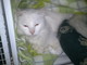 Lega per la Difesa del Cane di Ventimiglia: la bellissima gattina bianca è stata adottata Lega per la Difesa del Cane di Ventimiglia: la bellissima gattina bianca è stata adottata