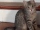 Sanremo: ritrovato il gattino Pacho smarrito a Bussana, i ringraziamenti della proprietaria