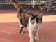 Sanremo: è stata trovata una gatta tricolore, si cercano i proprietari