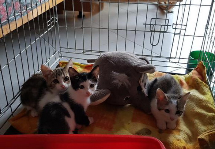 Sanremo: tre gattini di due mesi aspettano di essere adottati