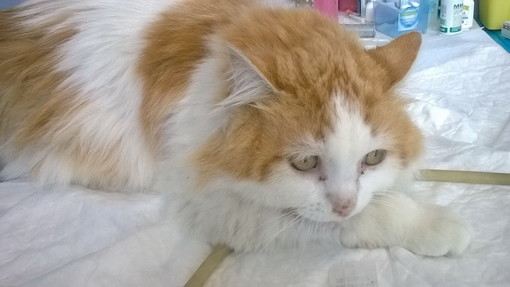 Sanremo: il dolcissimo gattone Oreste ha trovato una nuova famiglia Sanremo: il dolcissimo gattone Oreste ha trovato una nuova famiglia