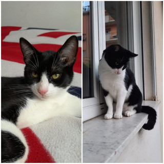 Sanremo: smarrito gatto Zorro (foto) in zona Solaro, l'appello dei proprietari