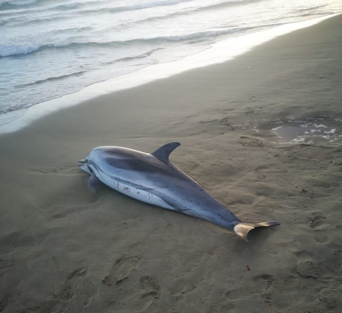 Imperia, delfino spiaggiato sull'arenile della d’ "Oro" di Porto Maurizio: mobilitazione di soccorsi Imperia, delfino spiaggiato sull'arenile della d’ "Oro" di Porto Maurizio: mobilitazione di soccorsi
