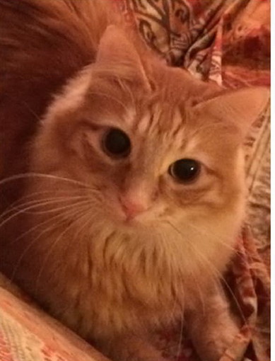Sanremo: il gatto Ross è stato ritrovato. I ringraziamenti del proprietario