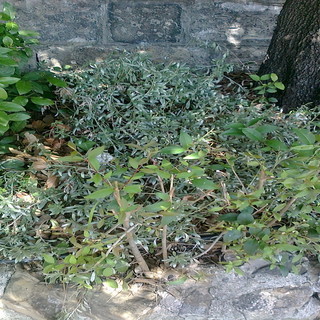 Imperia: riflessione di Pasquale Indulgenza sui Giardini Winter. Un invito e qualche proposta