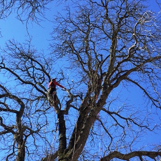 Cervo, la Protezione Civile promuove insieme ai bambini delle elementari la conoscenza del patrimonio boschivo