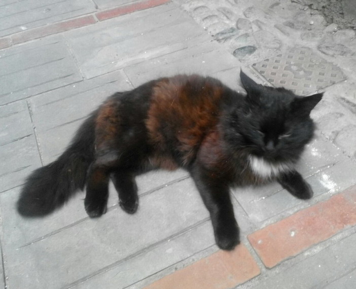 Vallecrosia: è stato smarrito un gatto nero, i proprietari lo stanno cercando