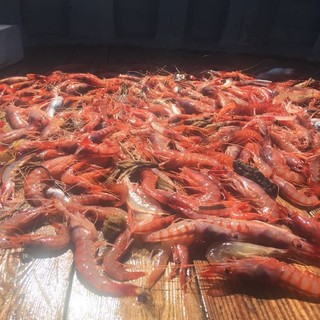 Pesca del gambero prorogata sino al 31 dicembre, soddisfatta la Coldiretti Liguria Pesca del gambero prorogata sino al 31 dicembre, soddisfatta la Coldiretti Liguria