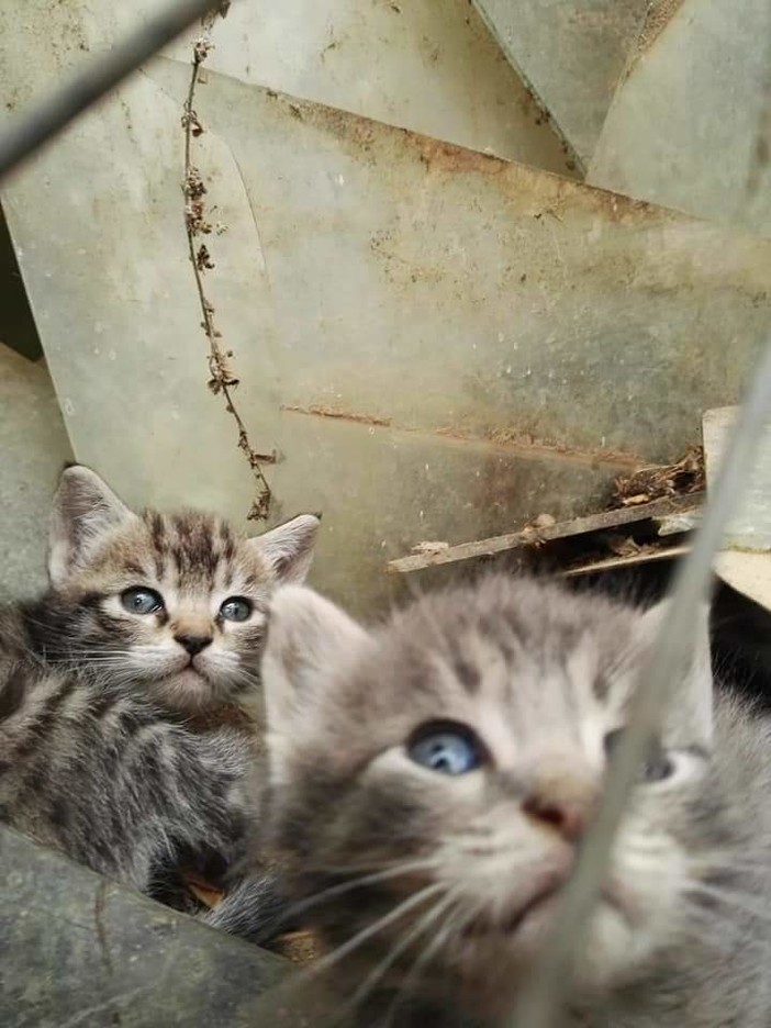 Taggia: due gattini aspettano di trovare un padroncino