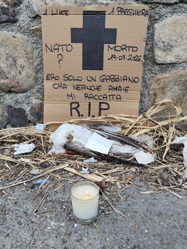"Da una settimana un gabbiano morto tra i bidoni di strada Marco Gavino": la lettera di un cittadino "Da una settimana un gabbiano morto tra i bidoni di strada Marco Gavino": la lettera di un cittadino