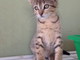 Enpa di Sanremo: il bellissimo gattino Pesciolino è stato adottato Enpa di Sanremo: il bellissimo gattino Pesciolino è stato adottato