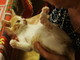 Sanremo: un bellissimo gattino bianco e rosso aspetta di essere adottato