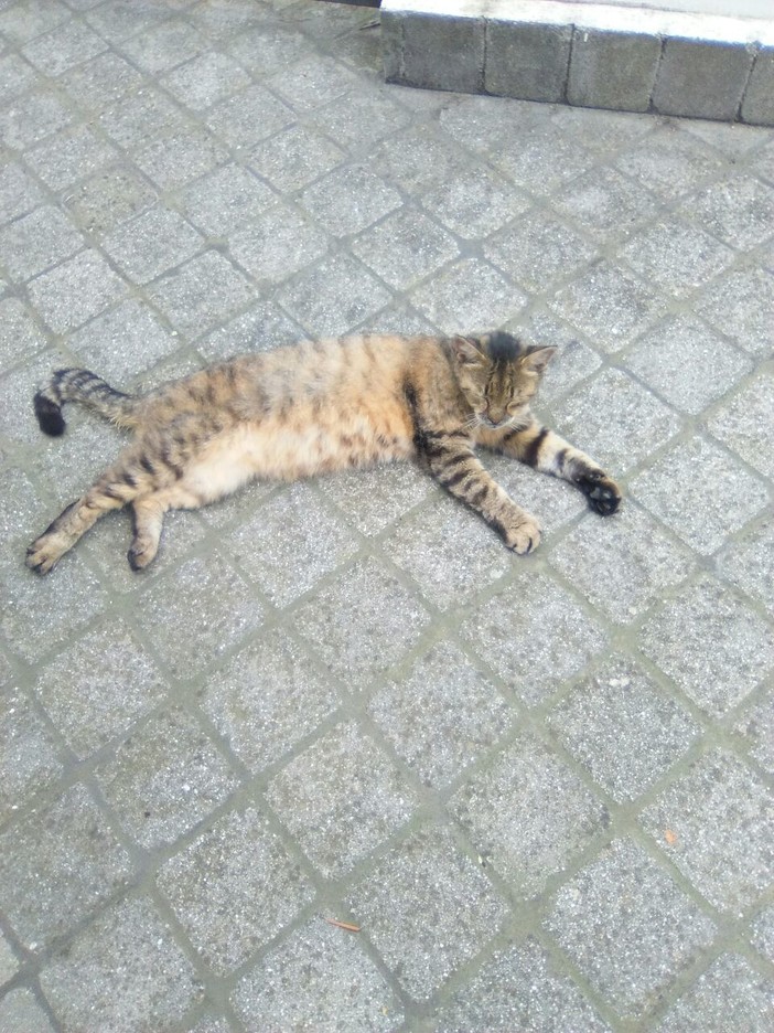 Riva Faraldi: gattina di 5 mesi abbandonata, cerca urgentemente casa