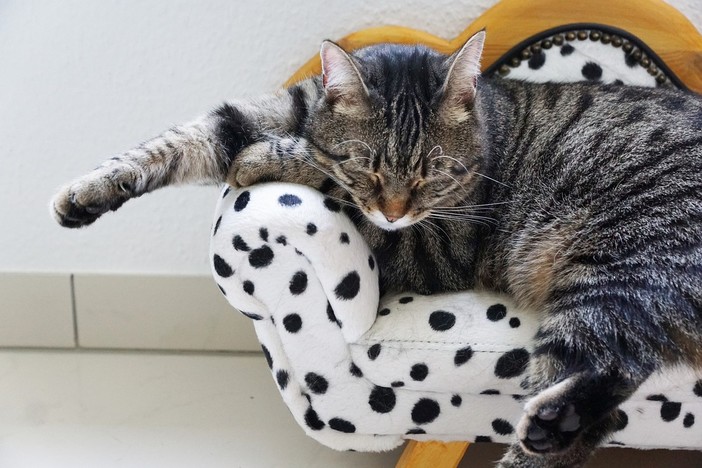 Quali sono gli accessori per animali più acquistati nel 2023 Quali sono gli accessori per animali più acquistati nel 2023