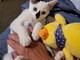 Arma di Taggia: il gattino Macchia aspetta di essere adottato