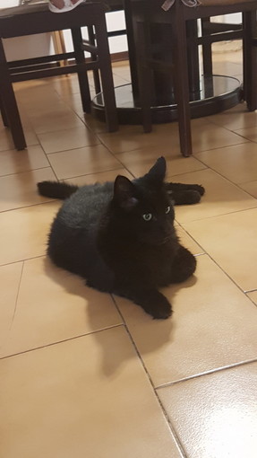 Sanremo: scomparso il gatto Lillo nella zona che va da via Moduponte fino alla bocciofila, l'appello del proprietario