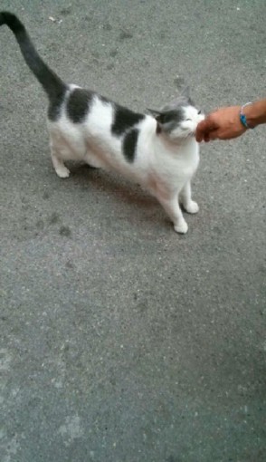Ventimiglia: smarrita gatta in zona Teatro comunale, si cercano i proprietari