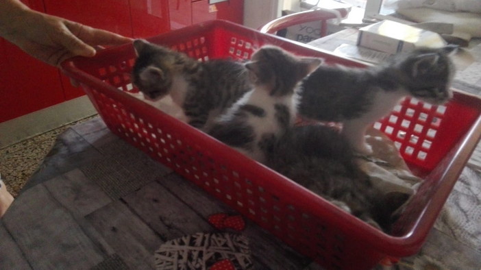 Sanremo: quattro bellissimi gattini sono in cerca di nuove famiglie