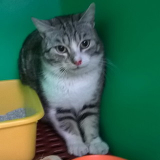 Arma di Taggia: bellissimo gattino di 9 mesi è in cerca di una nuova famiglia Arma di Taggia: bellissimo gattino di 9 mesi è in cerca di una nuova famiglia